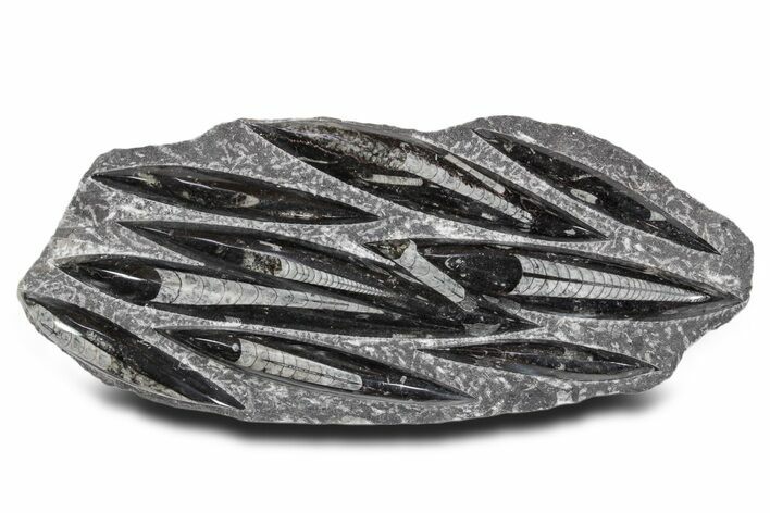 Polished Fossil Orthoceras (Cephalopod) Plate - Morocco #359567